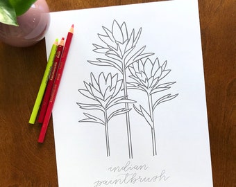 Indian Paintbrush Wildflower Coloring Page, Fun Coloring Activity, Printable Flower Coloring Pages, Floral Coloring Sheets
