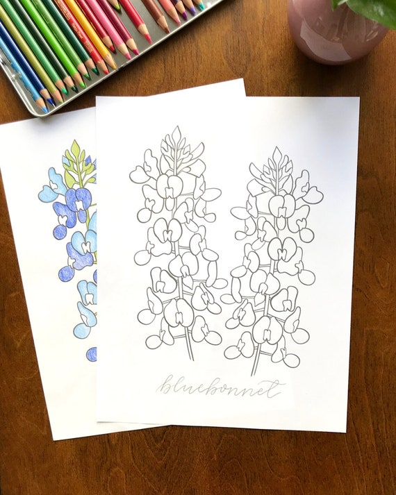 Bluebonnet Coloring Page - Il 570xN.2827465369 Boui 