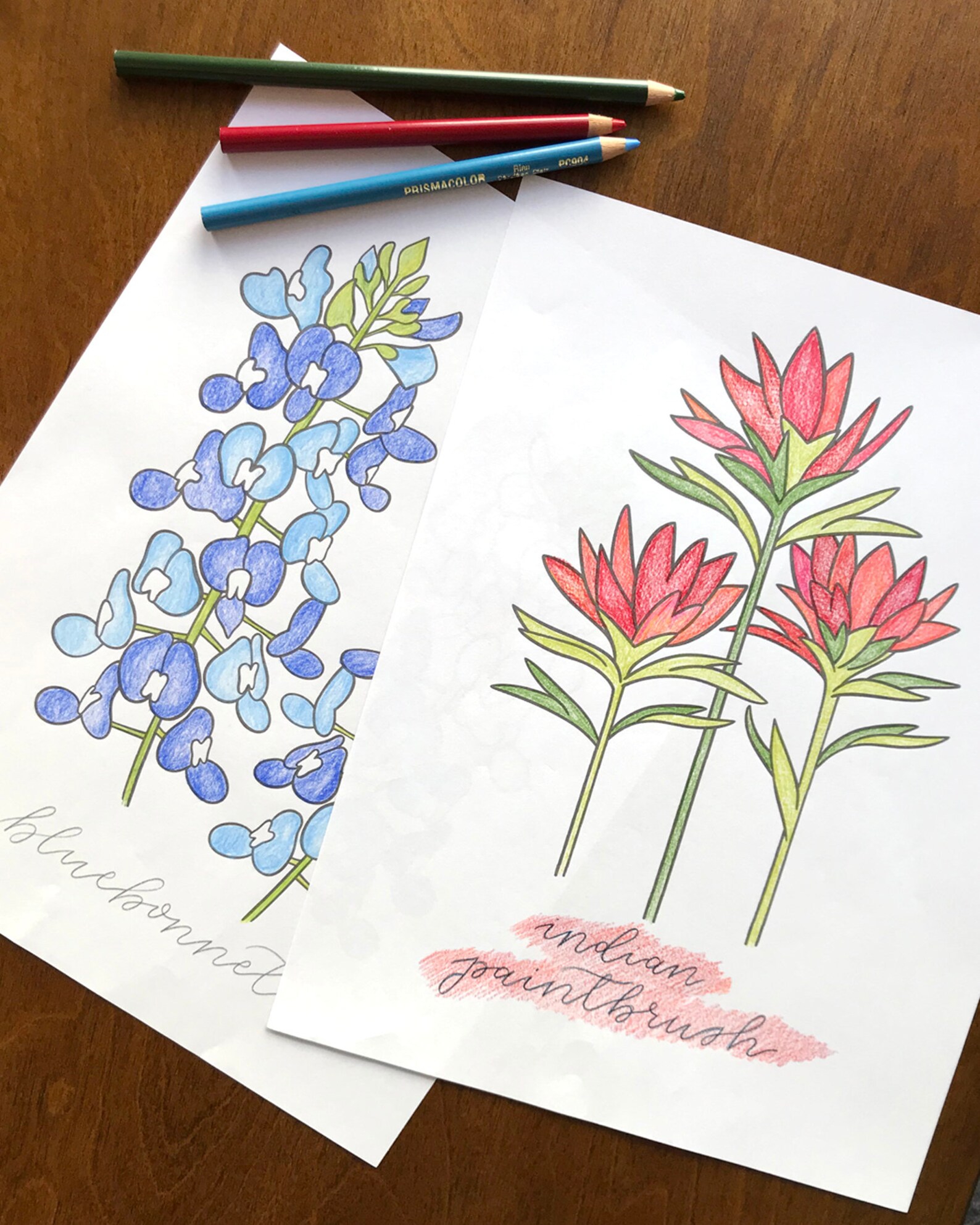 Bluebonnet Flower Coloring Page - Il 1588xN.2344249105 S36t 