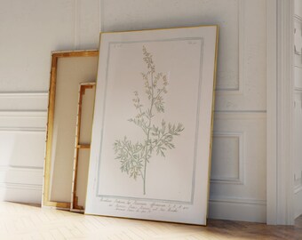 Roman Wormwood | Botanical Print | Vintage Art | Digital Wall Art | Printable Art | NorthofNorse | V33b