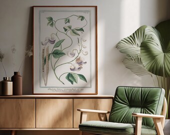 Haricot Bean | Botanical Print | Vintage Art | Digital Wall Art | Printable Art | NorthofNorse | V22b