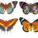 see more listings in the Floral,Bird,Insect section