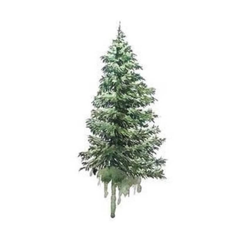 May include: A watercolor painting of a green pine tree with a white background. The tree is painted in a realistic style, with detailed branches and needles.