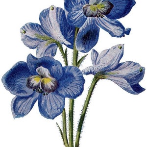 May include: A bouquet of blue delphinium flowers with green stems and leaves. The flowers have a light blue color with darker blue centers and yellow accents.