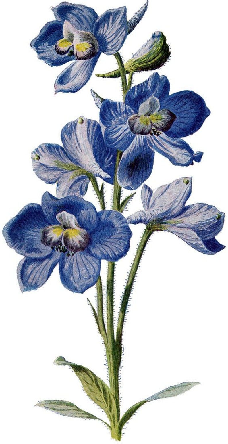 May include: A bouquet of blue delphinium flowers with green stems and leaves. The flowers have a light blue color with darker blue centers and yellow accents.