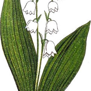 May include: A cluster of white lily of the valley flowers with green leaves. The flowers are bell-shaped and have a delicate appearance.