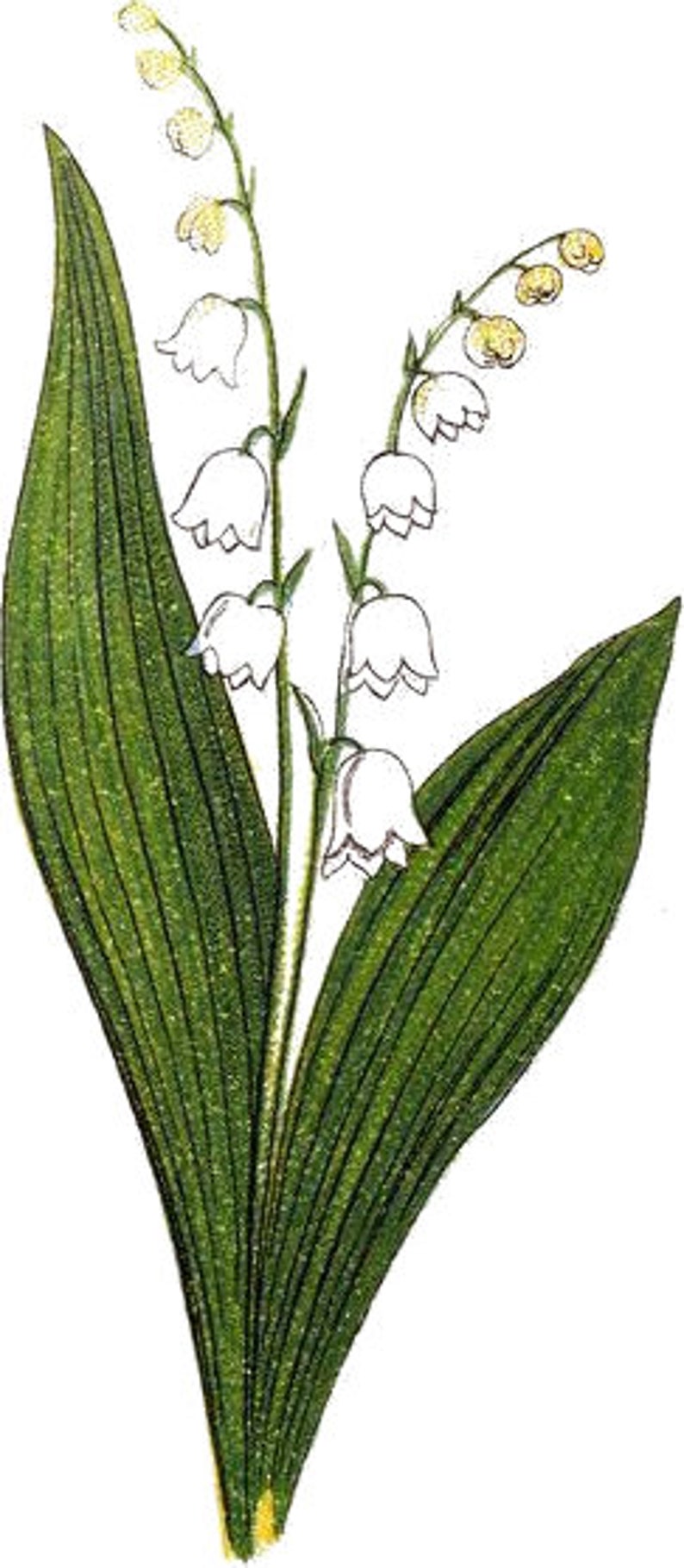May include: A cluster of white lily of the valley flowers with green leaves. The flowers are bell-shaped and have a delicate appearance.