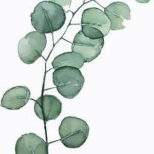 May include: Watercolor painting of a green eucalyptus branch with round leaves.