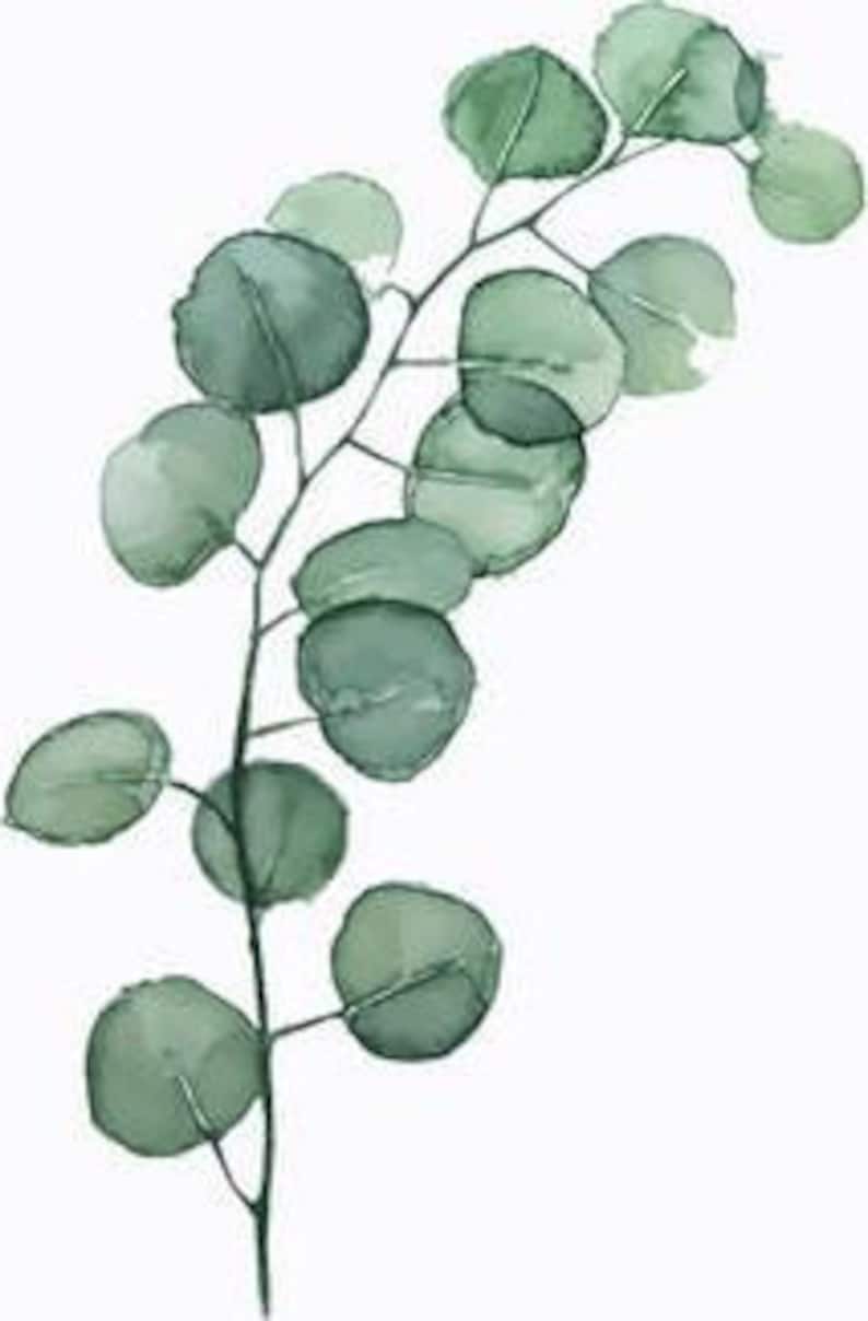 May include: Watercolor painting of a green eucalyptus branch with round leaves.