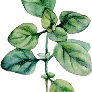 TEMPORARY TATTOO - Set of 2 Watercolor Leaves tattoo PICTURE 6