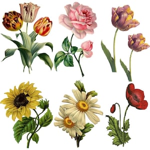 May include: A collection of eight different flower illustrations, including a sunflower, a daisy, a poppy, a rose, and three tulips. The flowers are painted in a realistic style with vibrant colours.