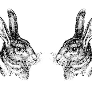Puede incluir: Una ilustración en blanco y negro de dos cabezas de conejo que se miran.