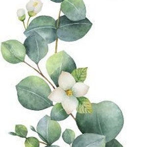 May include: Watercolor painting of a eucalyptus branch with white flowers. The branch is green and has many leaves. The flowers are delicate and have a soft, white color.
