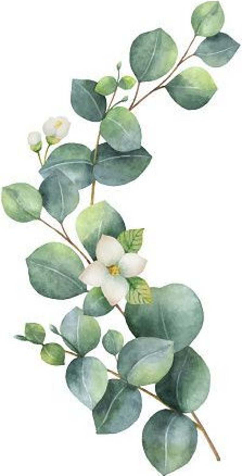 May include: Watercolor painting of a eucalyptus branch with white flowers. The branch is green and has many leaves. The flowers are delicate and have a soft, white color.