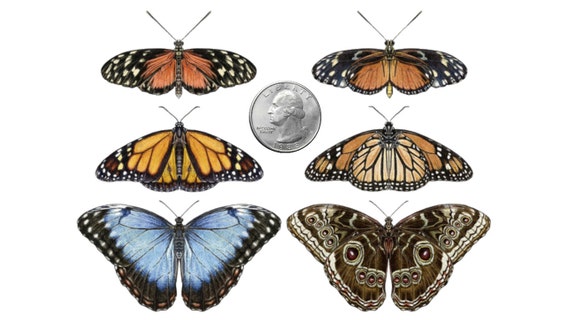 Temporary Tattoo Set Of 6 Butterflies Set Of 2 Monarch Etsy