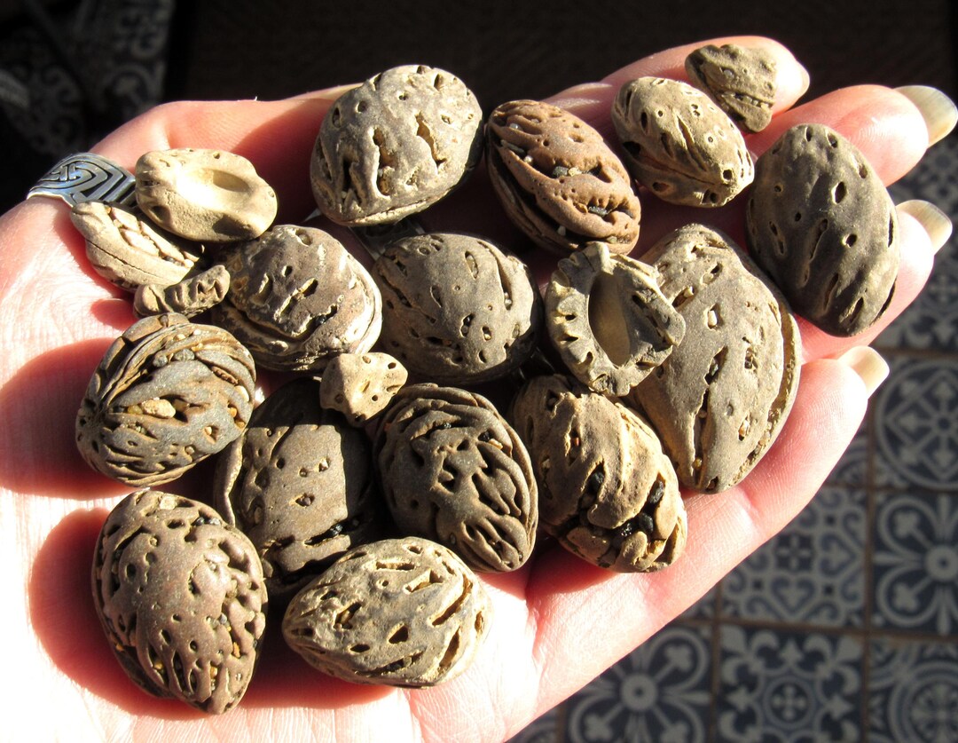 Beachcombed Driftwood Nut Shells! Sea-worn Peach Pit Kernels ...