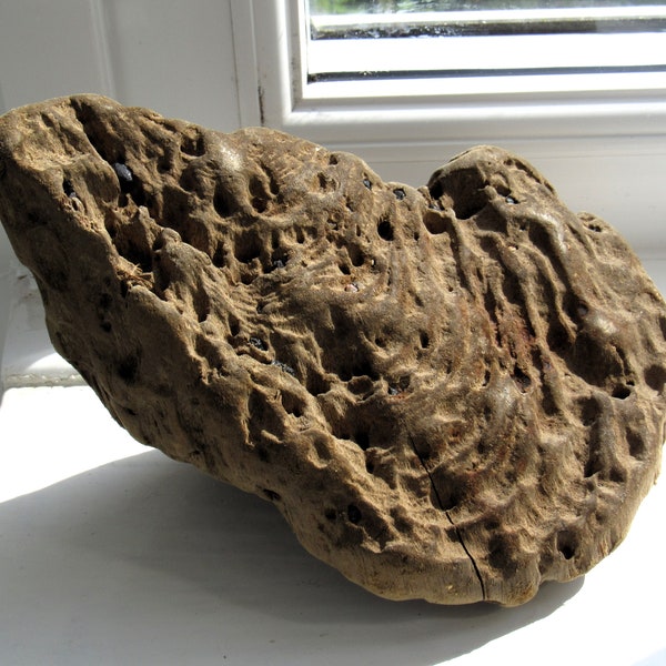 Large Driftwood Piece / a wave-worn driftwood chunk with natural fissures and tiny pebbles embedded in it / perfect for nautical displays