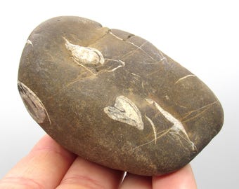 Love Heart Fossil Beach Pebble / Beachcombed Sea Stone with White Love Heart Shaped Fossils Within / Upcycled Gifts / Beach Finds