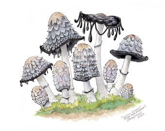 Shaggy Mane Mushroom Botanical Drawing High Quality Art Print Matte Coprinus comatus