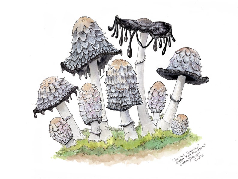 May include: Watercolor painting of a cluster of ink cap mushrooms with black inky caps dripping down the stems. The mushrooms are growing in a bed of green moss. The painting is signed "Lepinus Cormelius" and dated "2022".