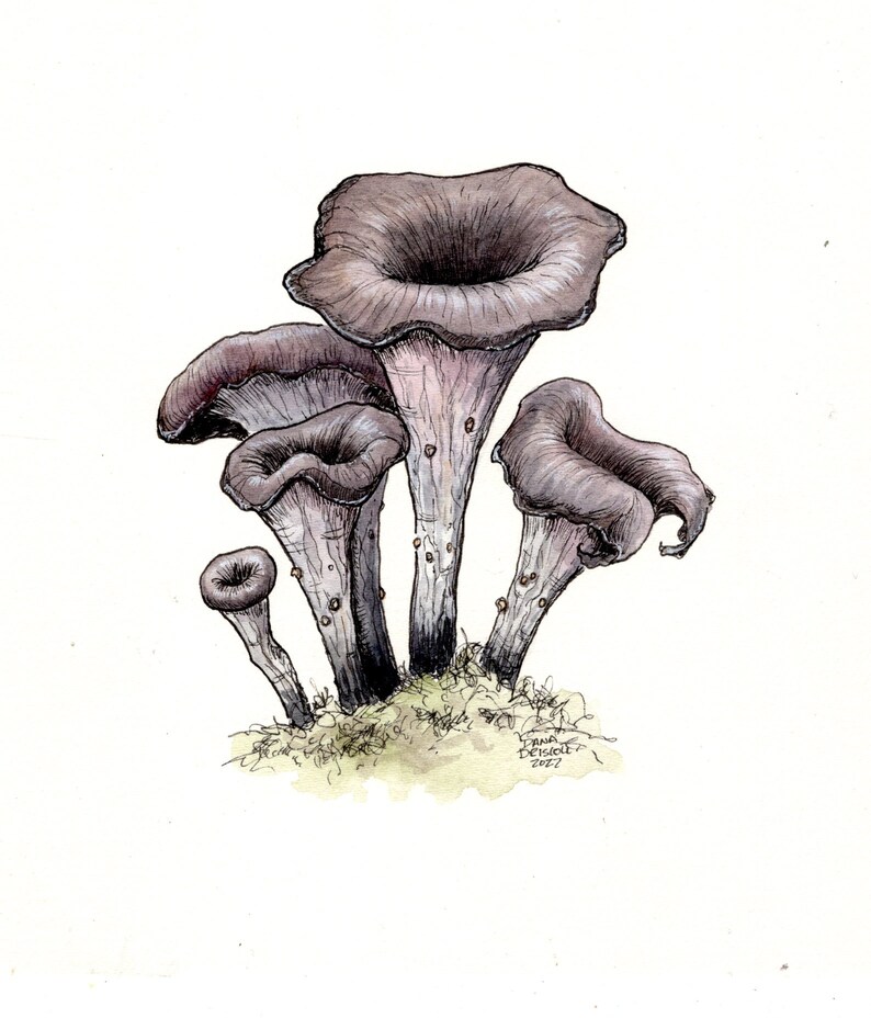 Black Trumpet Craterellus cornucopioides Botanical Drawing High Quality Art Print Matte image 1
