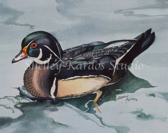 Watercolor, "North American Wood Duck" giclee print of original watercolor painting by Shelley Kardos, waterfowl, blue, black, brown,