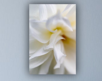 White Dahlia Detail - Unframed Photographic Print - Metal or Acrylic Photo Art flower picture soft closeup delicate petals floral pretty fun