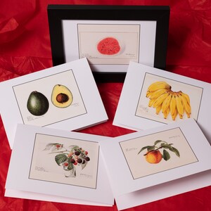 Pomology Fruit Framable Cards 10-Pack -coloré cadeau cuisine décor 5x7 aquarelle végétalien végétarien framboise avocat banane pastèque pêche