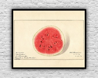 Watermelon-Pomology Restored Remastered Museum Quality Archival Giclée Watercolor Art Print Heirloom Botanical Vintage Beautiful Fruit