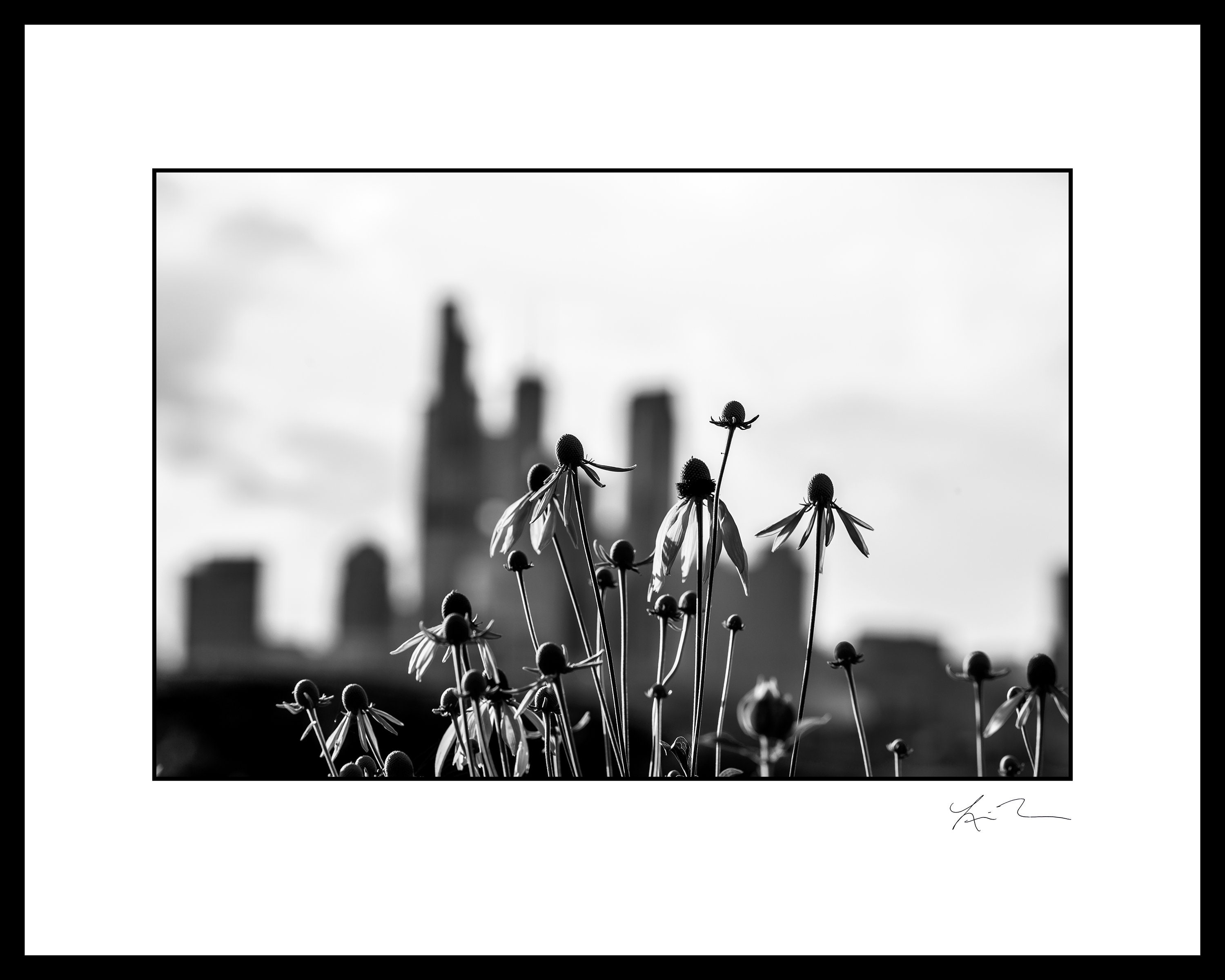 Northerly Island Wildflower Skyline Photographic Print or Etsy