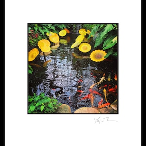 Koi Pond - Photographic Print or Canvas Wrap -Chicago Photography Artwork fine art home decor botanical chihuly glass garfield park plants