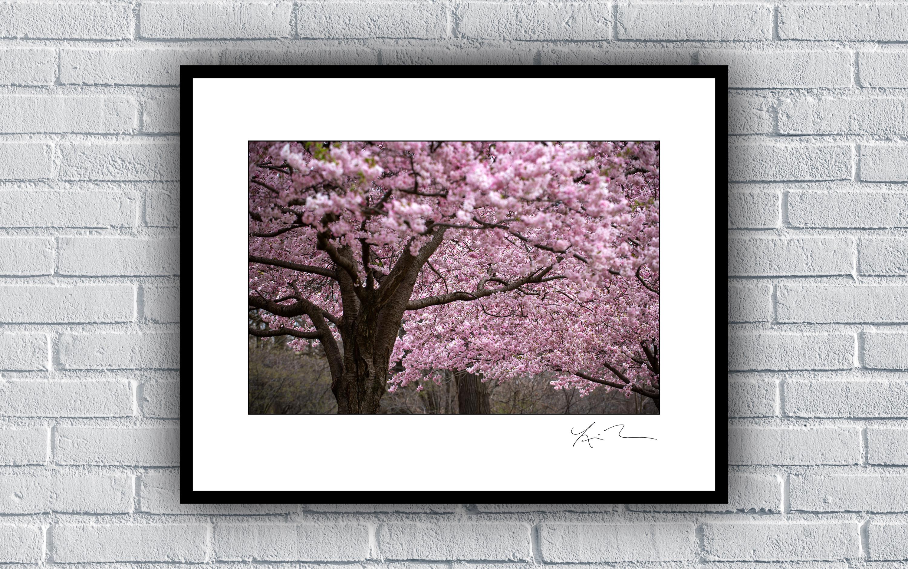 Cherry Tree Blossoms in Jackson Park - Japanese Garden South Shore