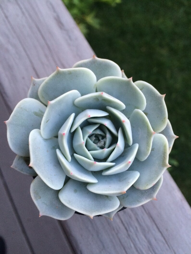 Succulents 12 Assorted potted 2.5 rooted succulents plants Premium Quality