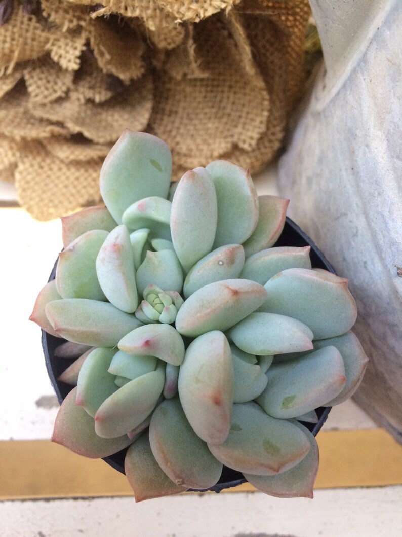 Succulents 12 Assorted potted 2.5 rooted succulents plants Premium Quality
