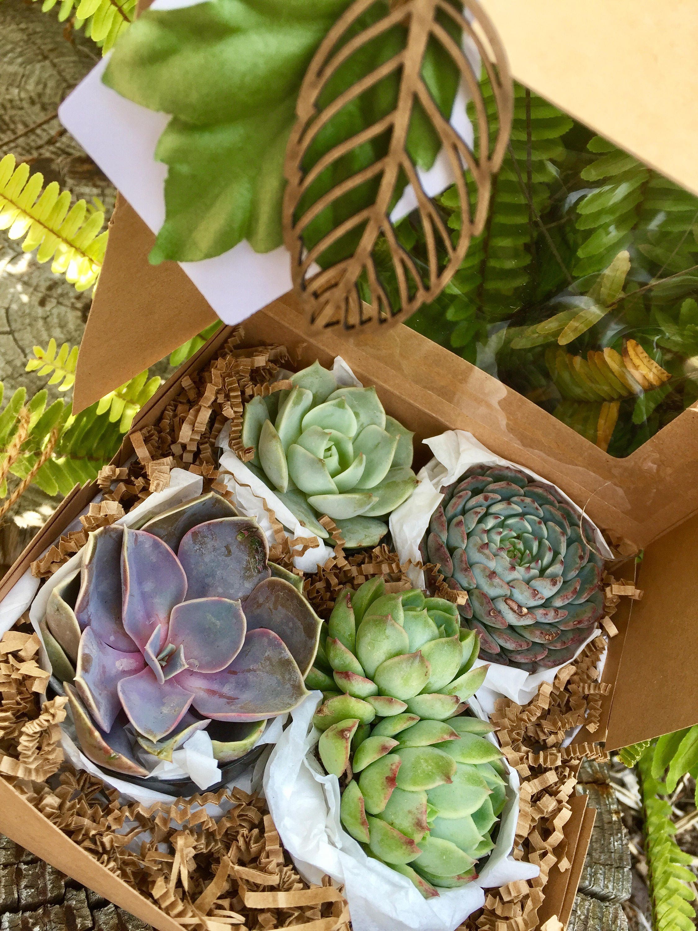 Fall Succulent Gift Box. Succulent Treasures. Four Assorted Premium
