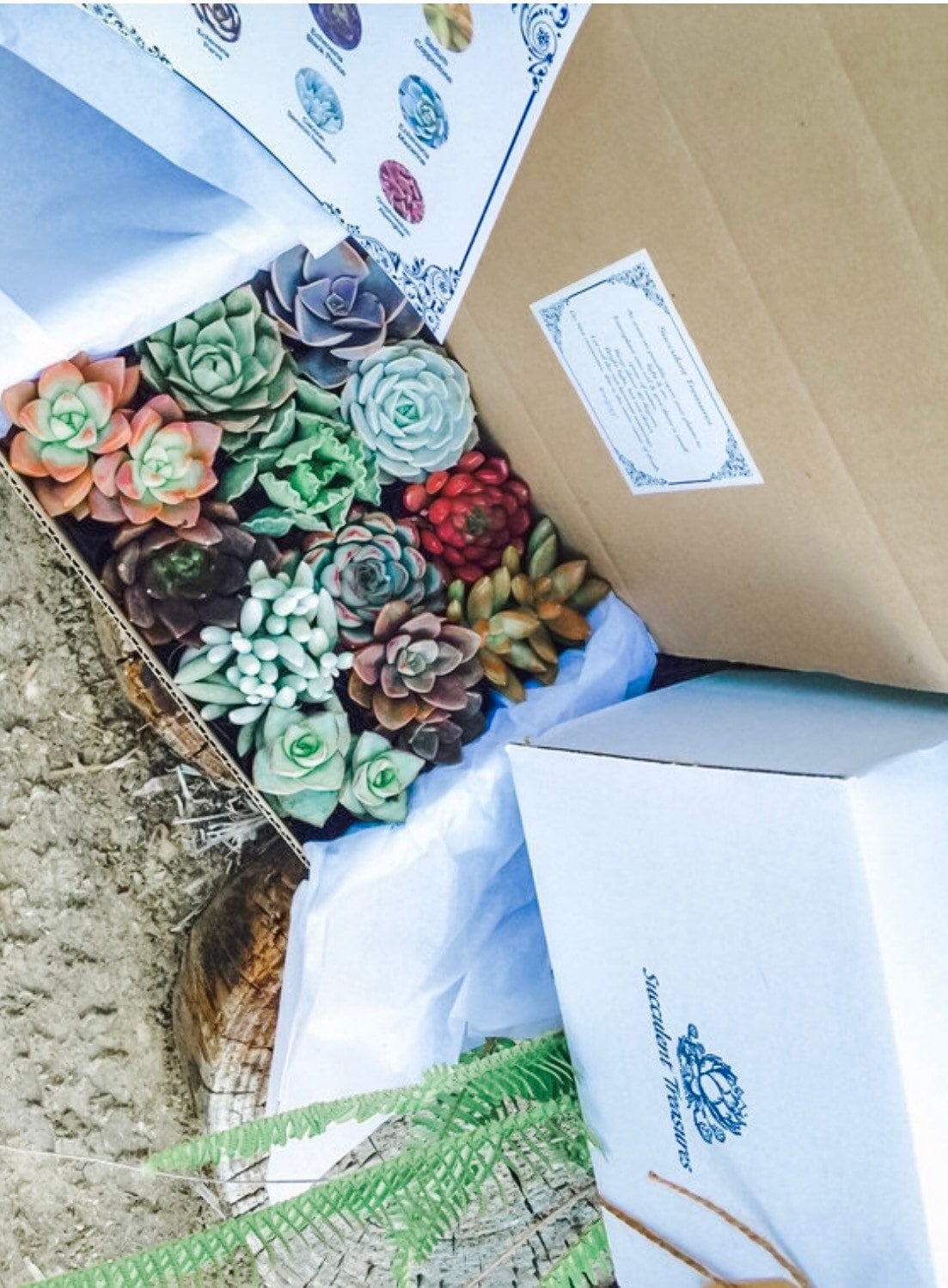 Succulent Gift Box . A Dozen Assorted Premium succulents gift box.