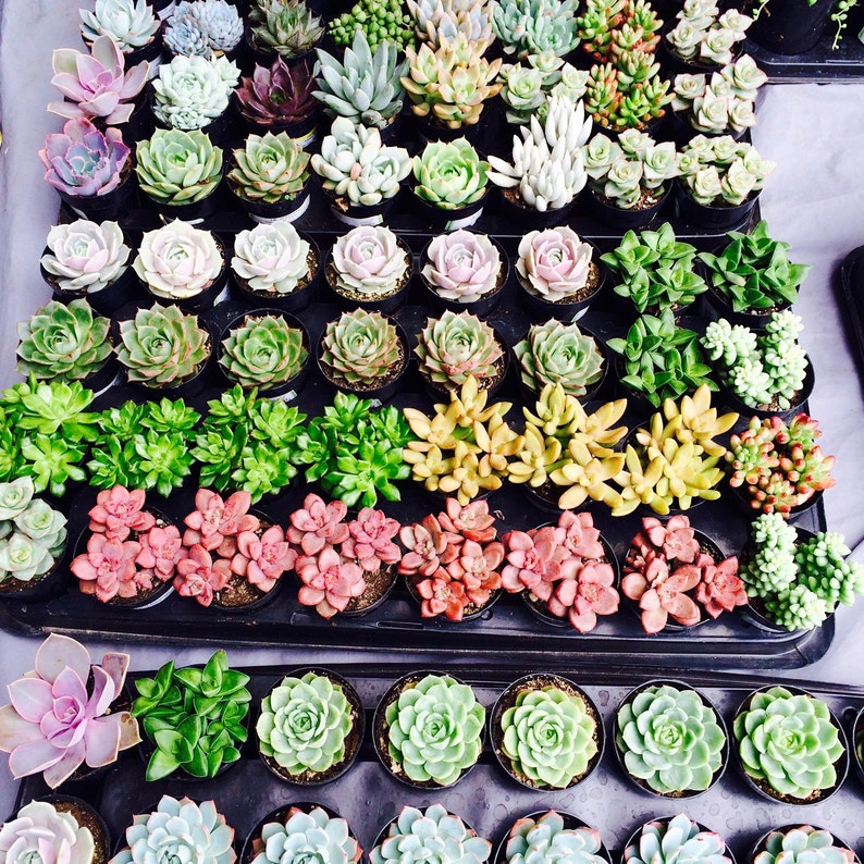Premium Quality 24 Assorted 2.5 rooted succulents plants