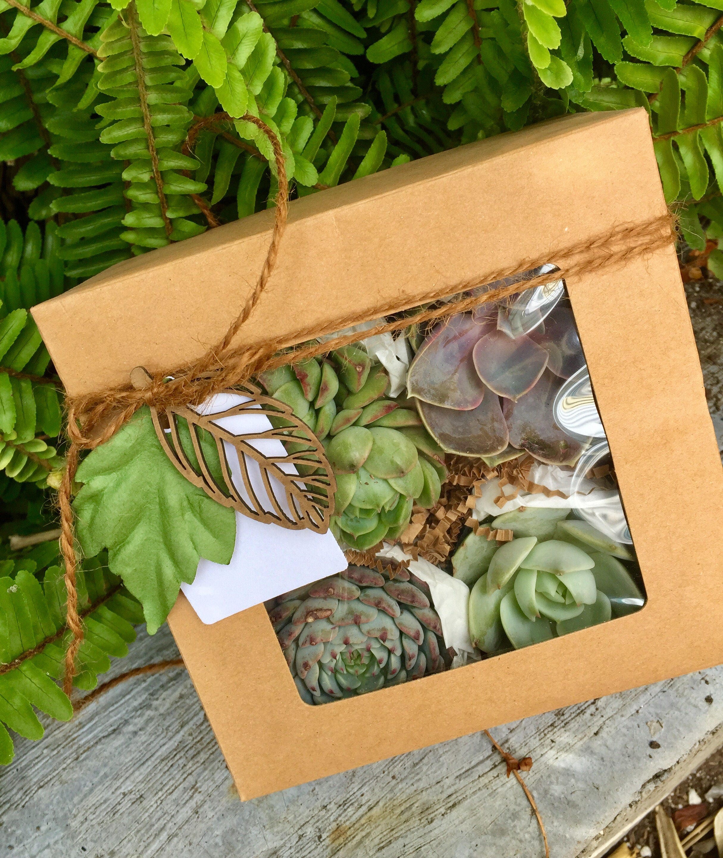Fall Succulent Gift Box. Succulent Treasures. Four Assorted Premium