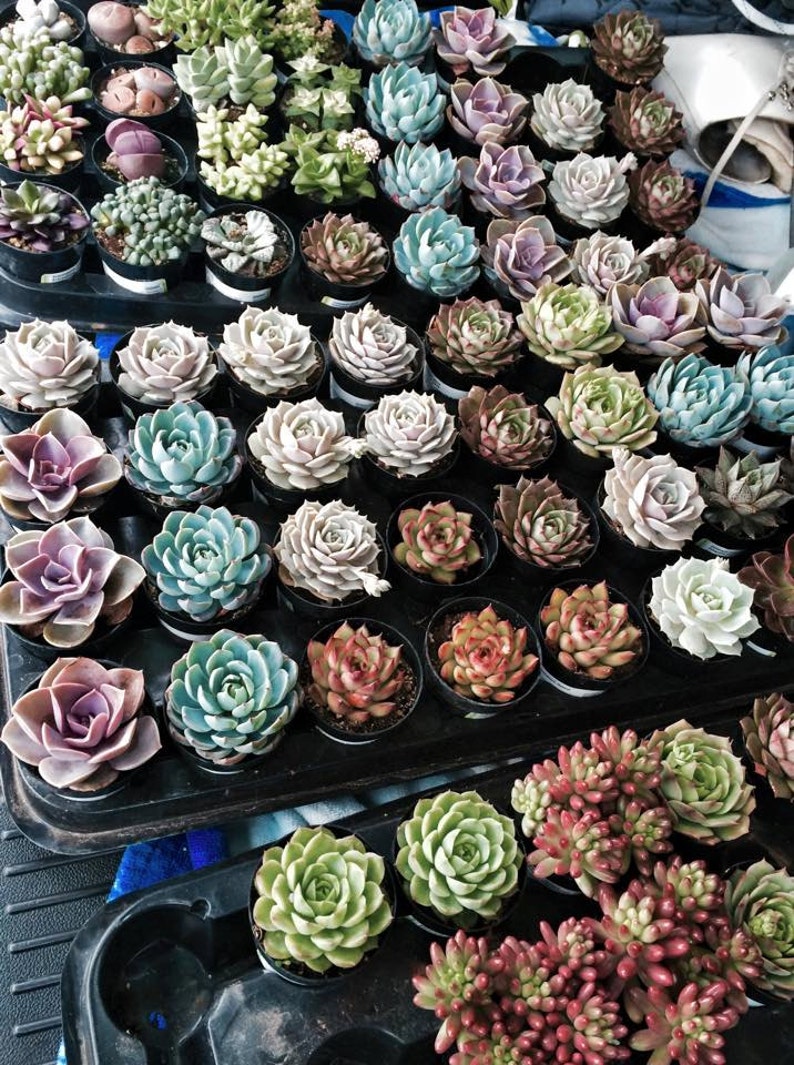 Succulents 12 Assorted potted 2.5 rooted succulents plants Premium Quality