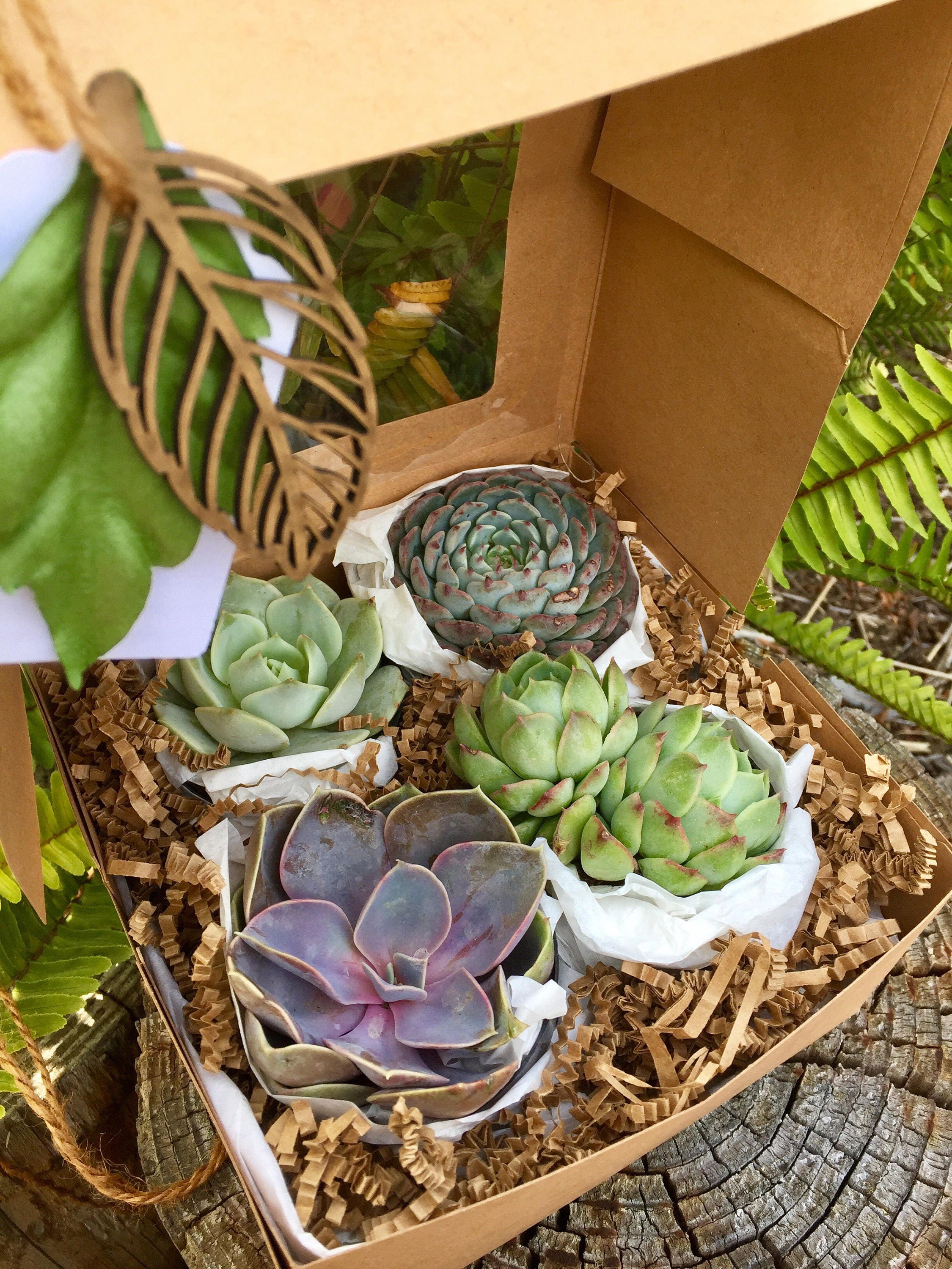Fall Succulent Gift Box. Succulent Treasures. Four Assorted Premium