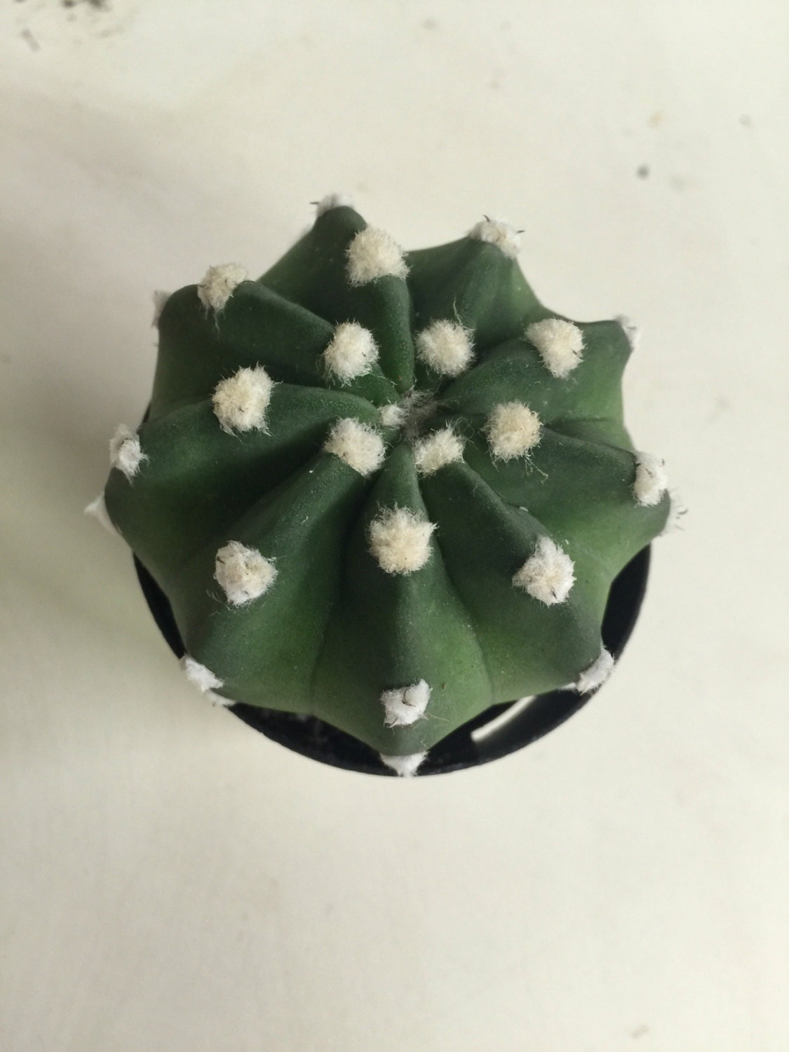 domino cactus domino cactus