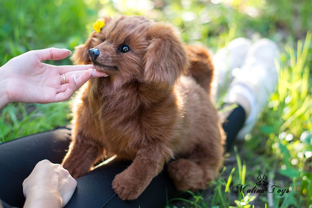 In StockFor Sale Cute puppy Fluffy dog. Dachshund.100% | Etsy