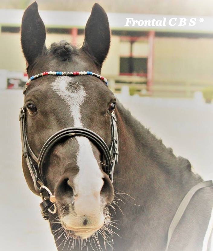 Frontal | Browband Cheval ou Poney avec Un Rang de Perles. Couleurs Au Choix.