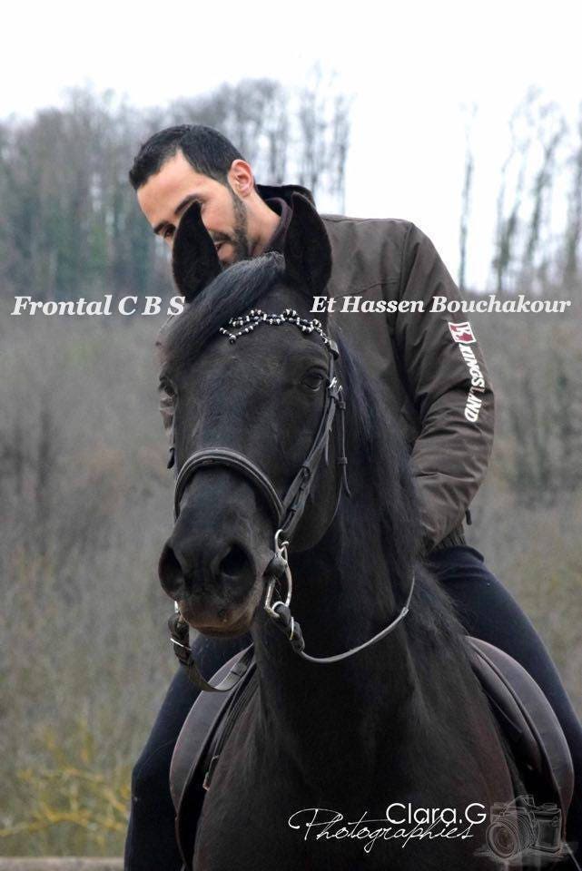 Frontal Cheval ou Poney en Perles et Cuir Personnalisable Modèle Peyo