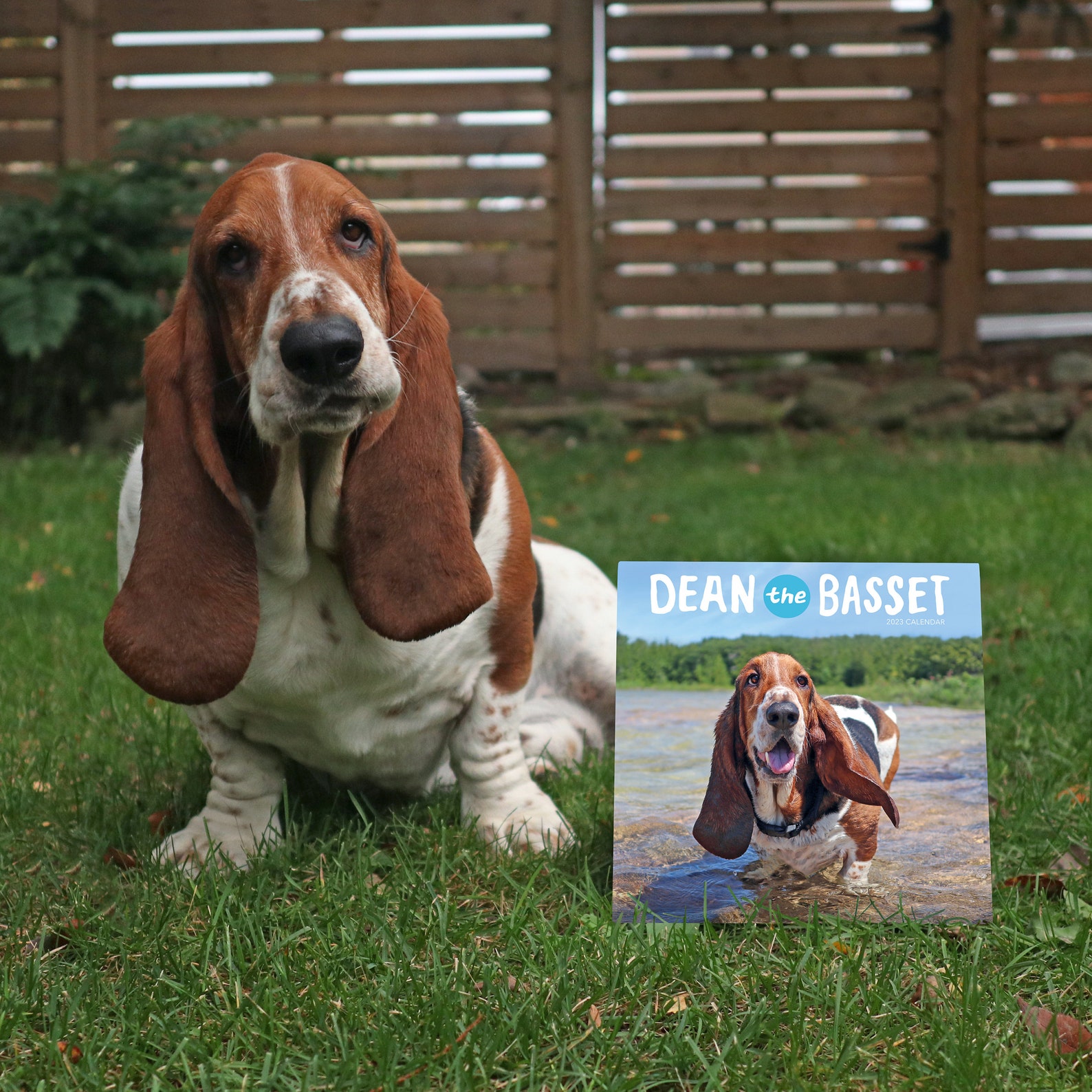 dean-the-basset-2023-calendar-etsy-canada