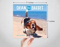 dean the basset 2026 calendar!