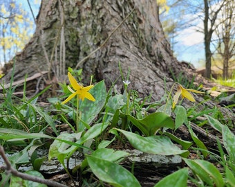 Spring Blooms of Some Wild Trout Lillies