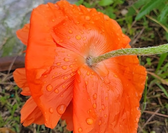 Orange Poppy After a Rain