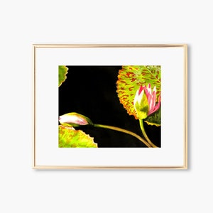 Water Lily Painting, Fine Art Giclee Print of Watercolor Water Lilies Sunbathing in a Pond, Floral Wall Art for Home, Office