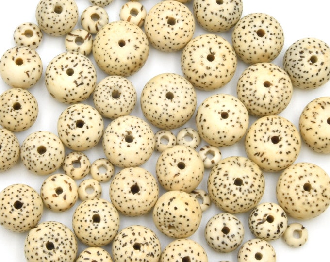Bodhi Beads Natural AAA | Lotus Seed Beads | Moon and Stars Beads - Bulk Pack of 12pcs